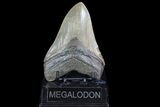 Serrated, Fossil Megalodon Tooth - Nice Enamel #74759-1